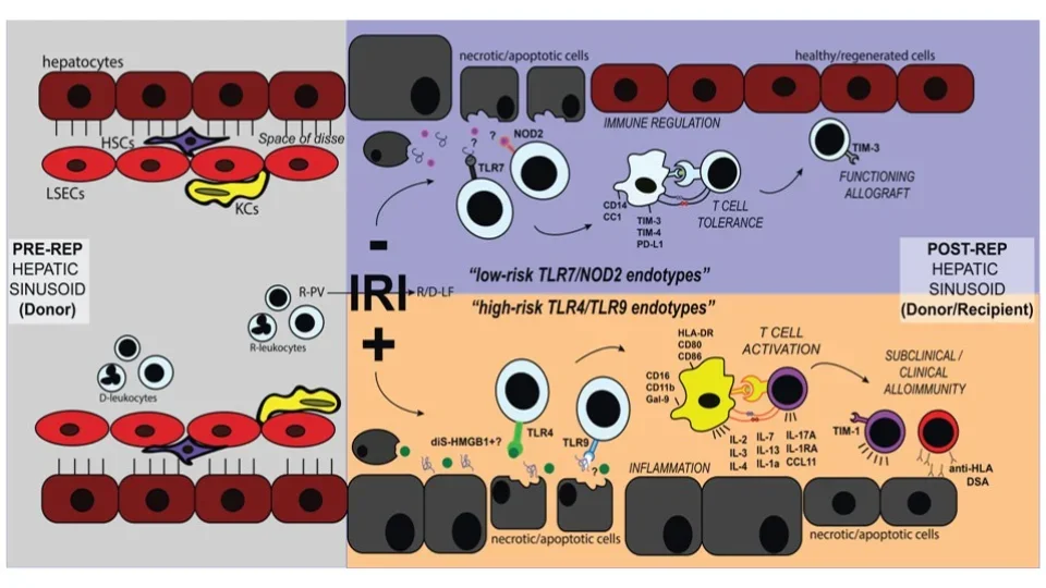 Blue, orange, and red chart showing ischemia reperfusion injury