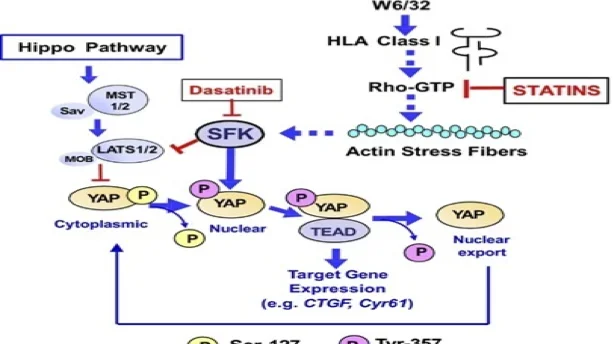 Flowchart showing the YAP/TEAD signaling pathway and cascade in response to donor antibodies.