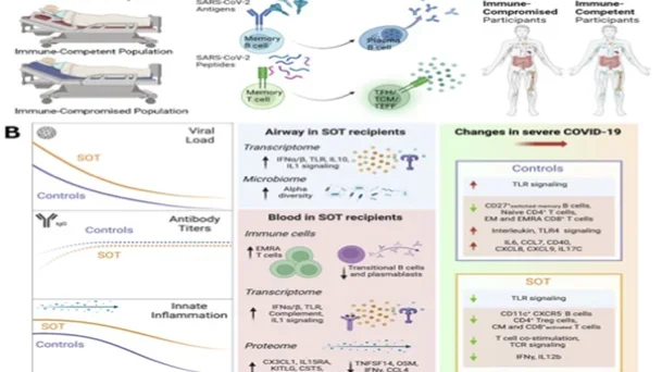 Schematic showing immunocompromised transplant patients and their likelihood of inflammatory response with COVID.