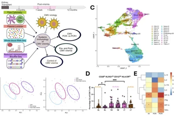 Five part panel showing stages of immune response in cytomegalovirus in renal transplant patients.